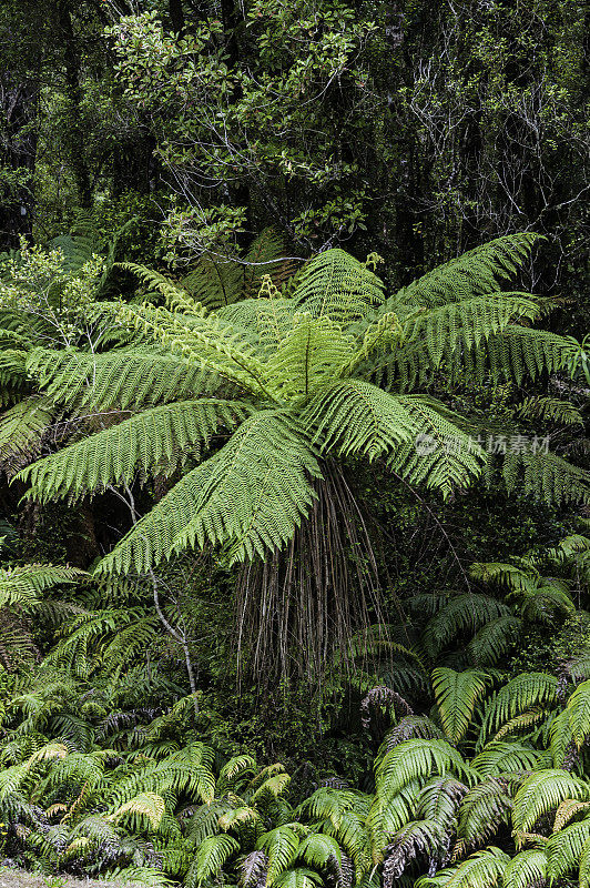 Dicksonia squarrosa，新西兰树蕨或粗糙树蕨，是新西兰特有的一种常见的树蕨。它有一个细长的黑色树干，通常被许多死的棕色叶包围。在新西兰南岛的亚瑟山口路上。亚瑟
